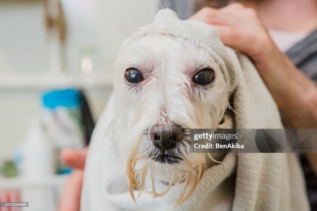 Pet Care Covid 19 Prevention