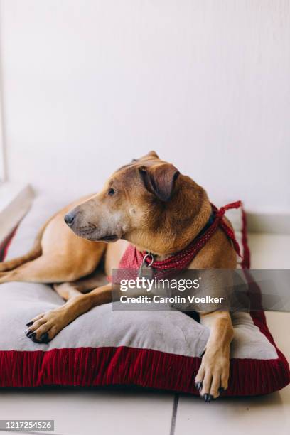 mixed-breed rescue dog looking out the window while resting on her dog bed - dierenmand stockfoto's en -beelden