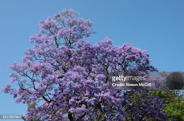 jacaranda tree canopy in bloom against a clear blue sky - jacaranda tree stockfoto's en -beelden