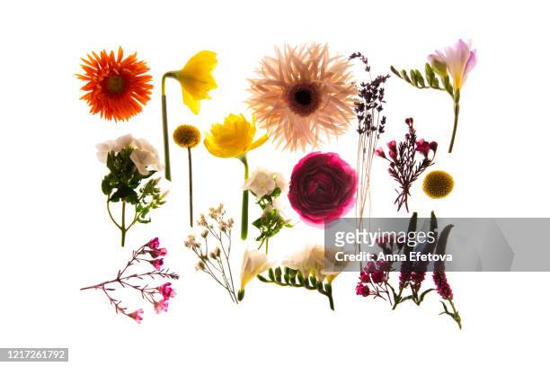 summer flower wallpaper - herb garden ストックフォトと画像