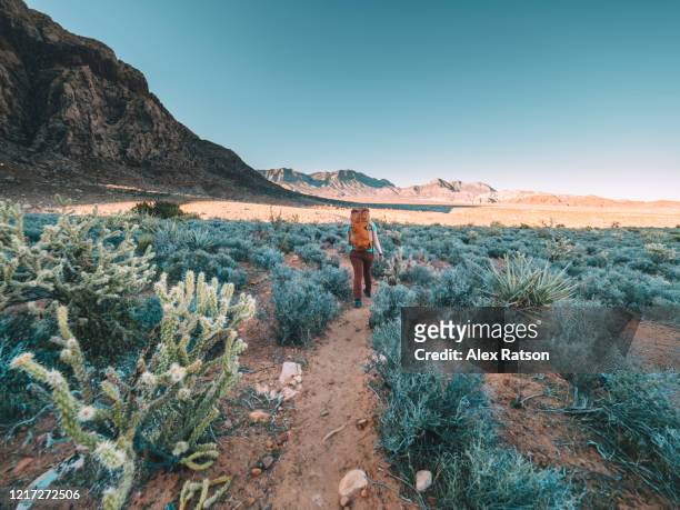 backpacker hiking across the red rocks state park desert - las vegas stockfoto's en -beelden