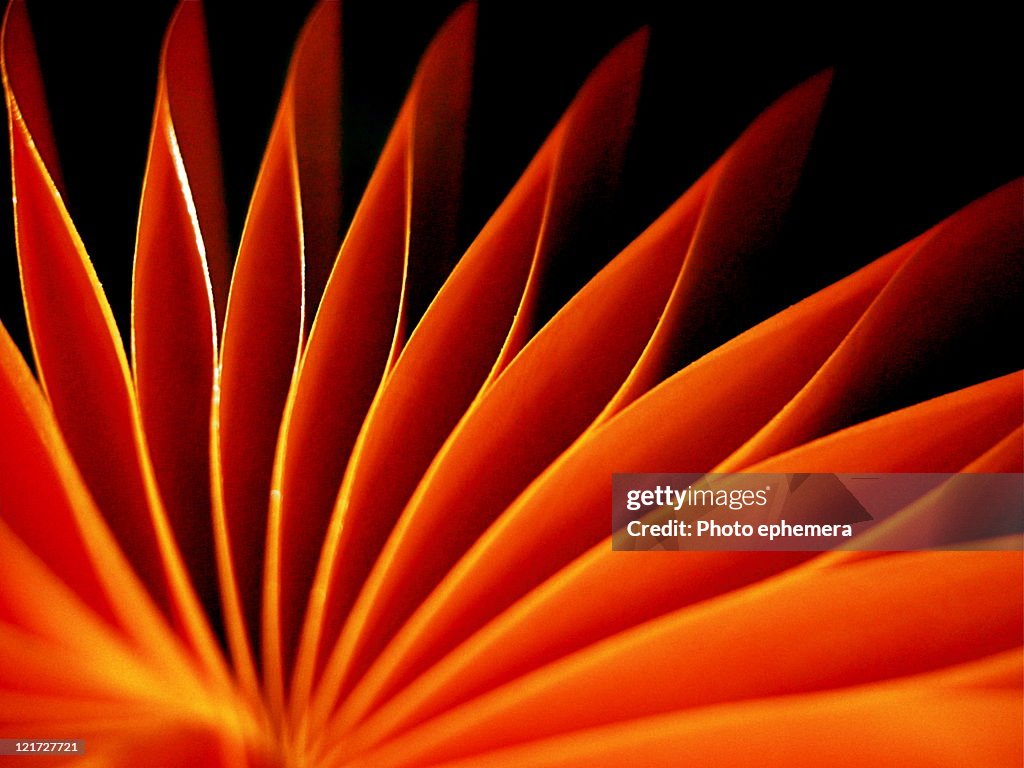 Abstract orange fan