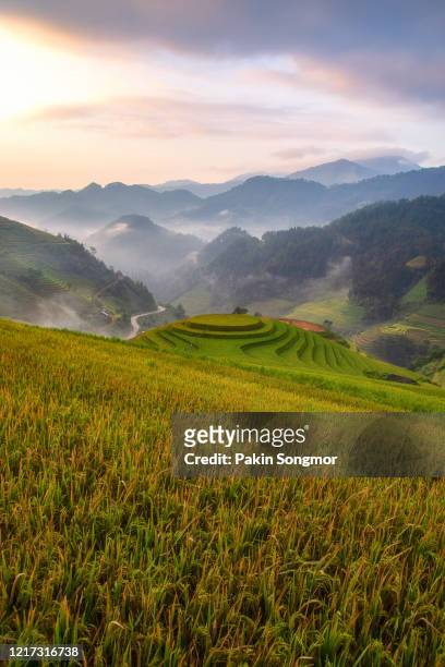 green terraced rice fields in rainny season at mu cang chai - local landmark stockfoto's en -beelden