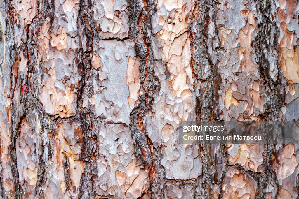 Natural pine tree bark abstract background texture. Close up. Selective focus. Copy space