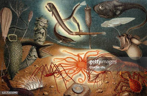 animals on the ocean floor - seabed stock illustrations