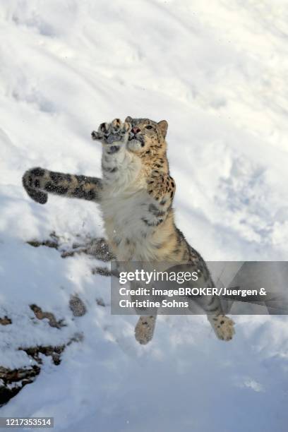 snow leopard, (uncia uncia), adult, captive, in winter, in snow, jumping, montana, usa - snow leopard fotografías e imágenes de stock