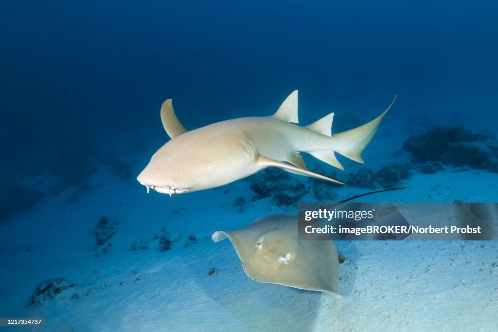 Tawny nurse shark (Nebrius ferrugineus), pink whipray (Himantura fai), Indian Ocean, Maldives