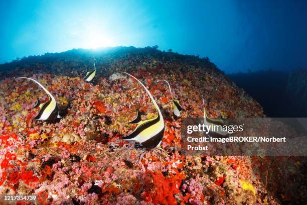moorish idols (zanclus cornutus) foraging on steep face with corals and sponges, back light, sun, indian ocean, maldives - spongia stock pictures, royalty-free photos & images