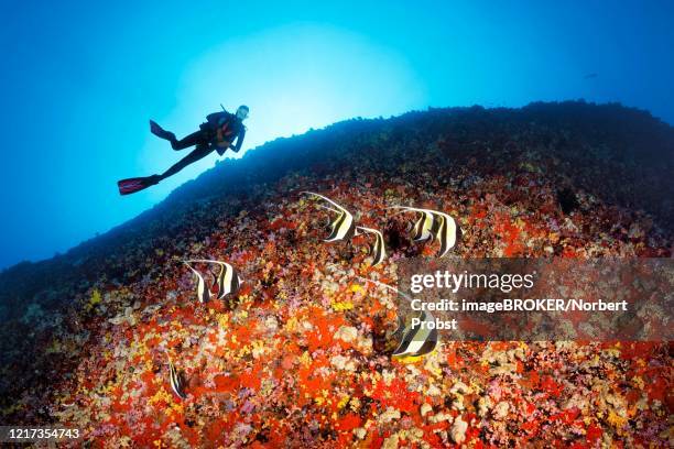 diver observes moorish idols (zanclus cornutus) looking for food between corals and sponges on a steep face, back light, sun, indian ocean, maldives - spongia stock pictures, royalty-free photos & images
