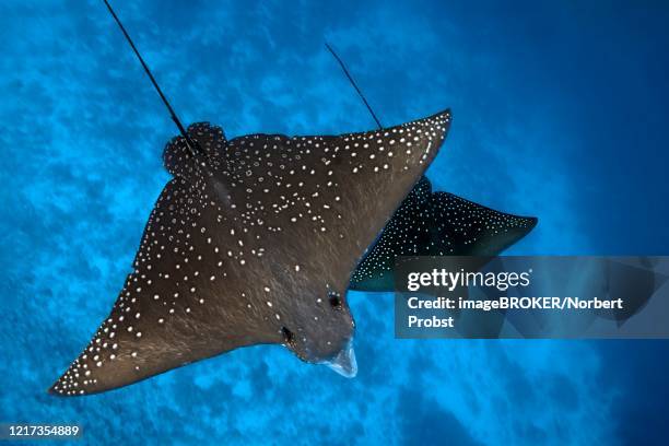 spotted eagle rays (aetobatus narinari), two, from above, swimming over coral reef, indian ocean, maldives - 斑點鷹魟 個照片及圖片檔