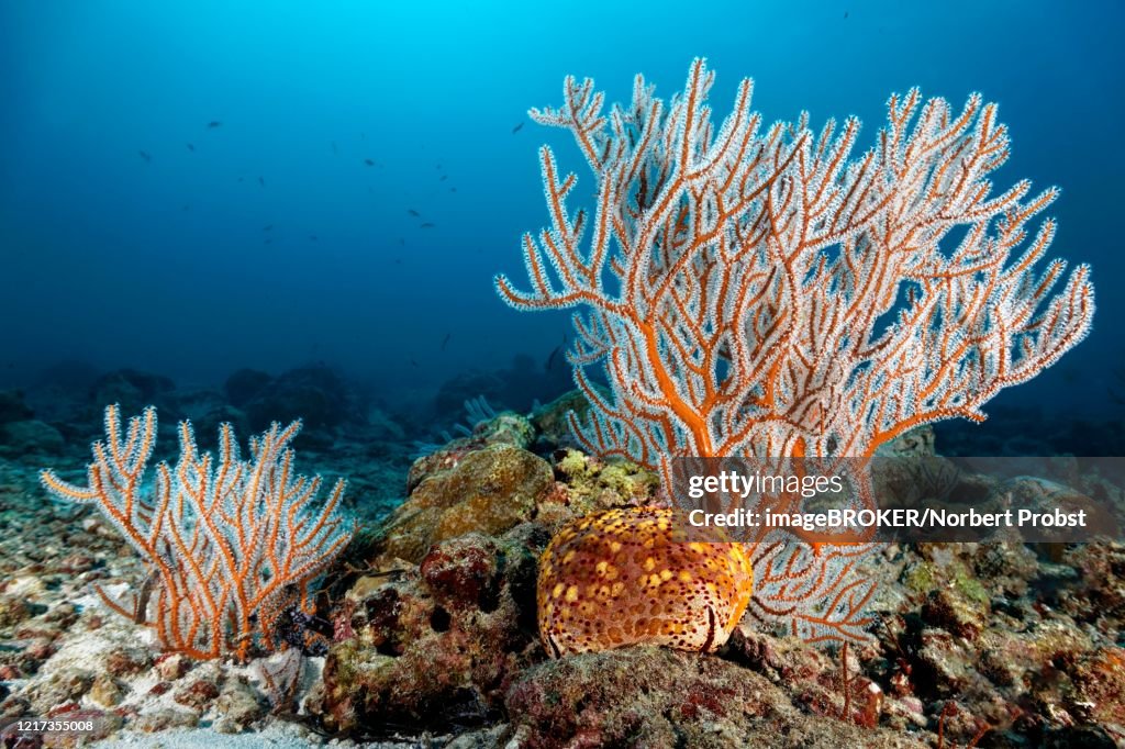 Menella Gorgonia (Menella sp.) with Large Pillow Star (Culcita novaeguineae) on reef top, Indian Ocean, Maldives