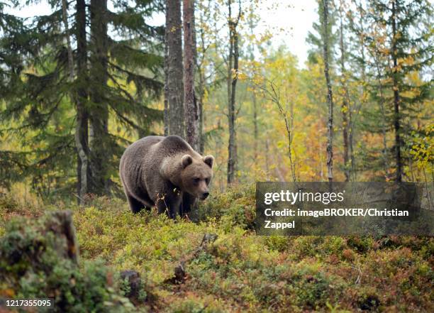 brown bear (ursus arctos), old animal runs in autumn forest, kainuu, kuhmo, karelia, finland - autumn finland stock pictures, royalty-free photos & images