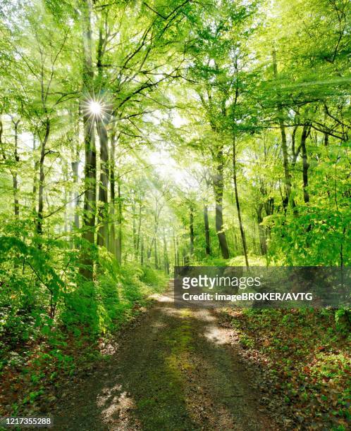 hiking trail through light-flooded forest in spring, sun shines through the foliage, near freyburg, burgenlandkreis, saxony-anhalt, germany - frühling deutschland stock-fotos und bilder
