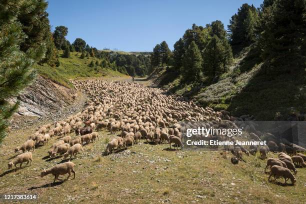 flock of sheep going down the mountain, chamrousse, france. - almabtrieb stock-fotos und bilder