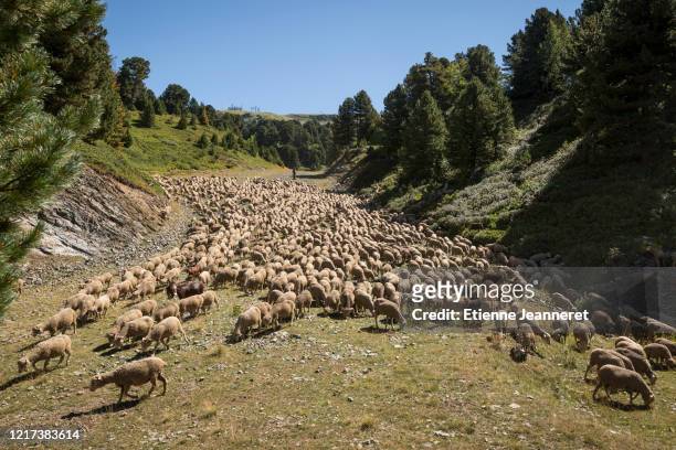 flock of sheep going down the mountain, chamrousse, france. - herd photos et images de collection
