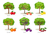 Fruit trees set of illustrations in flat cartoon gesign isolated on white background, fruit trees farm icons concept, vector infographic elements.