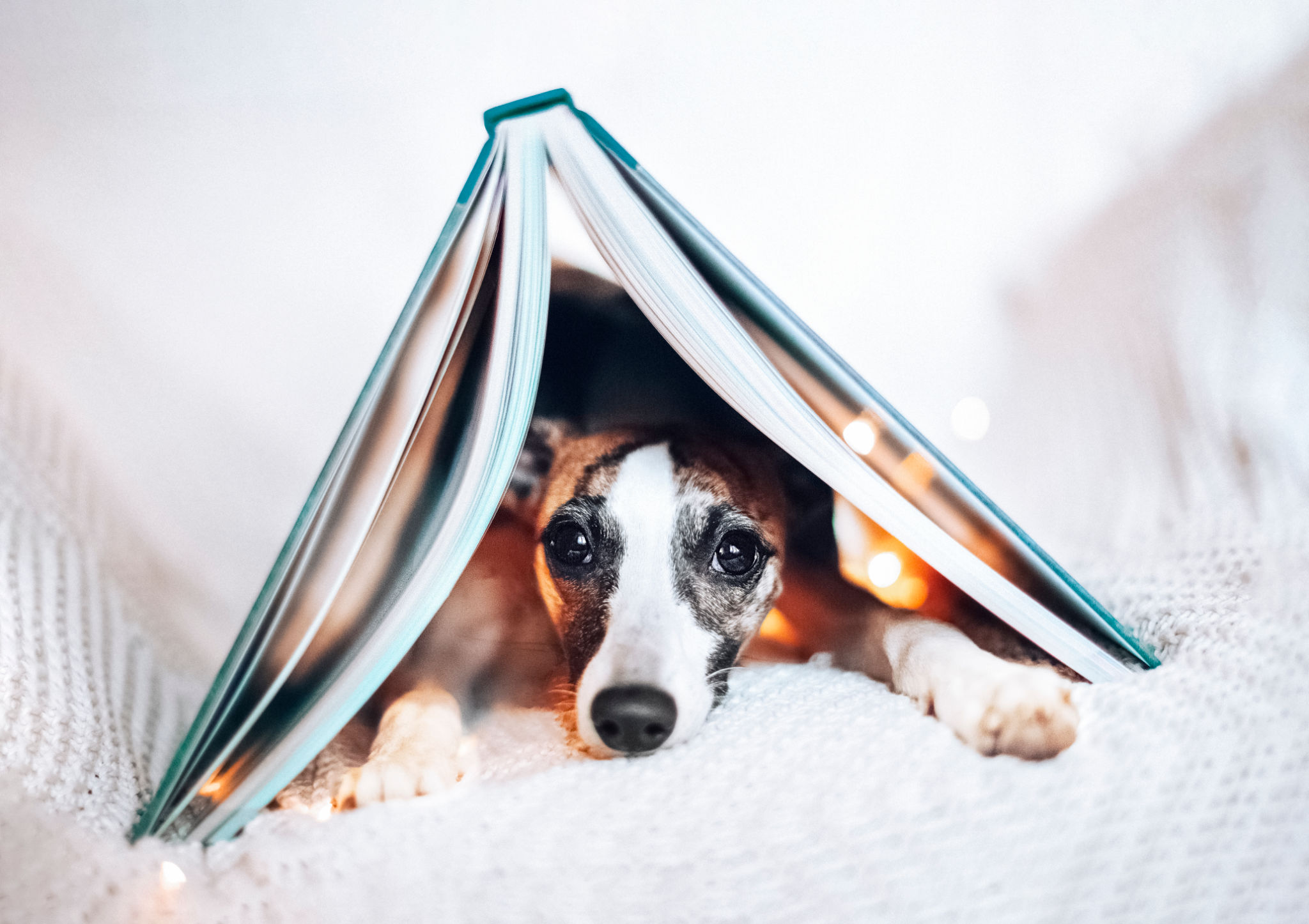 pet storytelling