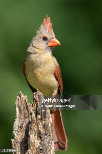 a northern cardinal perched in the summer sun - galapagos finch stock pictures, royalty-free photos & images