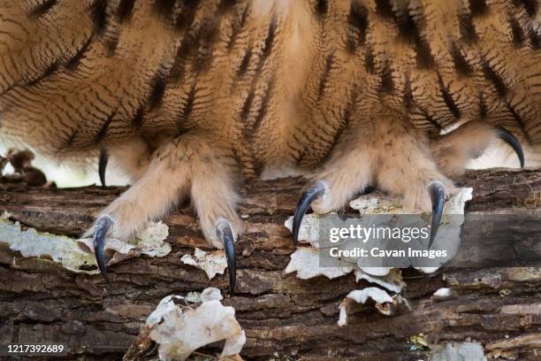 eurasian eagle owls talons closeup - talon stock pictures, royalty-free photos & images