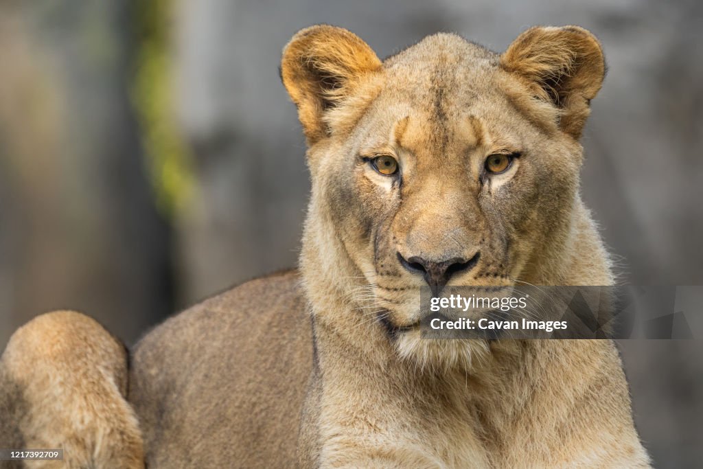 A a Portrait of a Lion