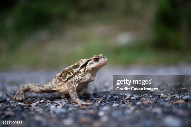 close up of toad on a mountain road. - bufo toad stock pictures, royalty-free photos & images