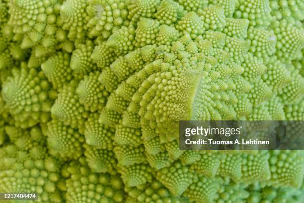 close-up of natural fractals of romanesco broccoli - fibonacci stock pictures, royalty-free photos & images