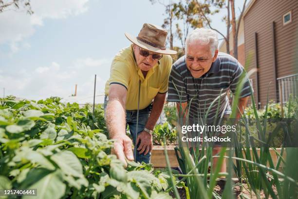 inspektion der pflanzen - community garden stock-fotos und bilder