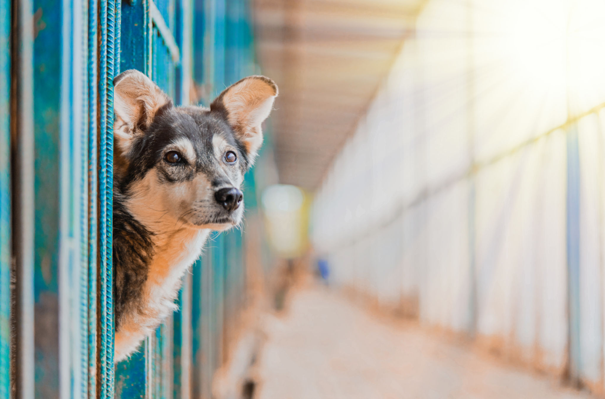 shelter dog