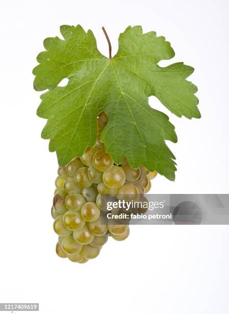 grappoli uva - chardonnay grape 個照片及圖片檔
