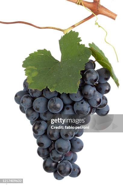 grappoli uva - grapes isolated stock pictures, royalty-free photos & images