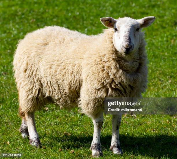 merino sheep - sheep field stock pictures, royalty-free photos & images