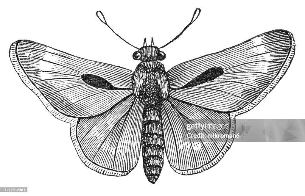 Old engraved illustration of Hesperia Butterfly - Entomology. Antique Illustration, Popular Encyclopedia Published 1894. Copyright has expired on this artwork