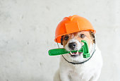 Do it yourself (DIY) home renovation  concept with dog in hardhat holding hummer in mouth against concrete wall