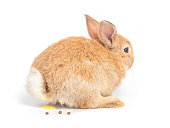 Orange-brown cute baby rabbit during excretion on white background. Lovely young brown rabbit defecate pee and shit. Rabbit excretion behavior.