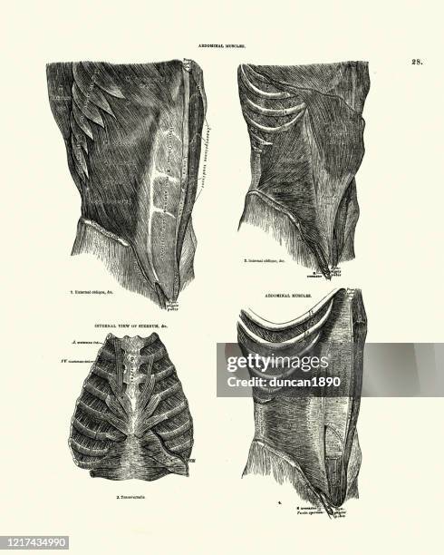 966 Abdominal Muscle Anatomy Stock Photos, High-Res Pictures, and ...