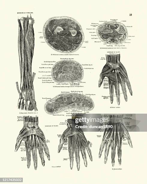 menschliche anatomie, muskeln von unterarm und hand, viktorianische natomische zeichnung - medical diagram stock-grafiken, -clipart, -cartoons und -symbole