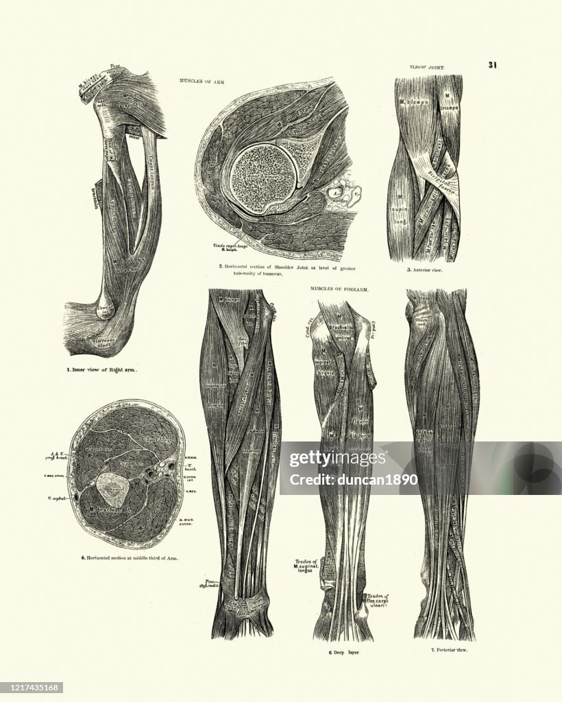 Muscles of arm, Elbow joint, Forearm, Victorian anatomical drawing