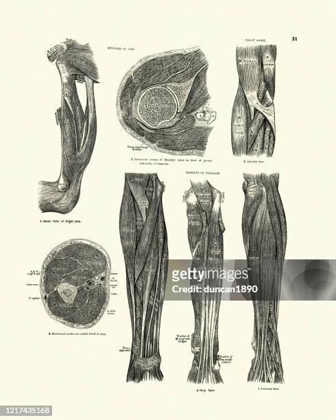muscles of arm, elbow joint, forearm, victorian anatomical drawing - limb body part stock illustrations