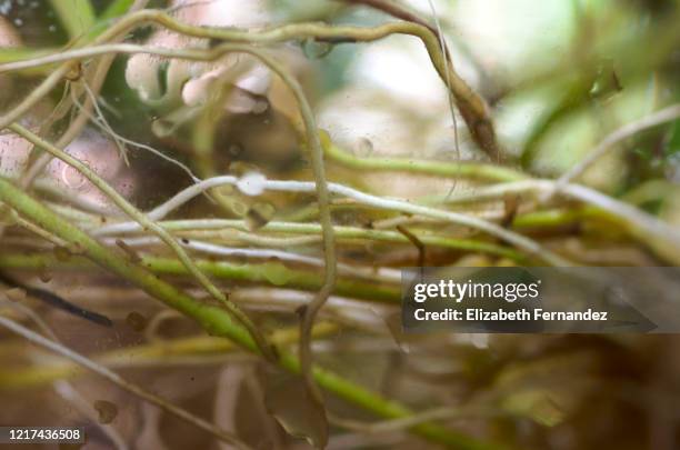 golden pothos roots (epipremnum aureum) - golden-pothos stock pictures, royalty-free photos & images