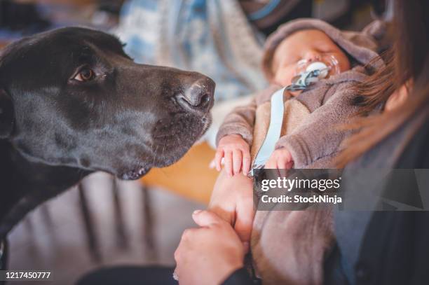 new born baby and great dane - newborn puppy stock pictures, royalty-free photos & images