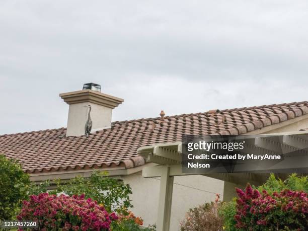 great heron standing by roof chimney - indio california stock pictures, royalty-free photos & images