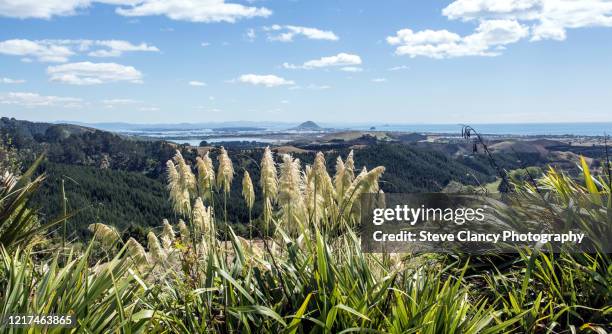 mount maunganui - tauranga stock pictures, royalty-free photos & images