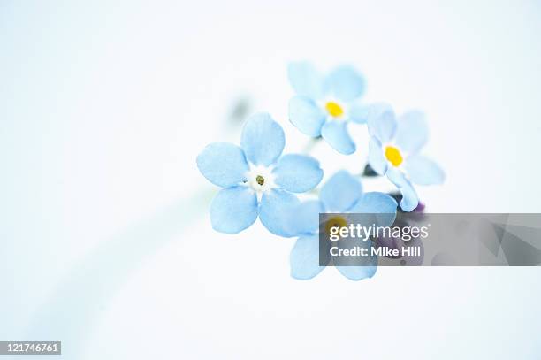 forget-me-not flowers (myosotis arvensis), uk - vergissmeinnicht stock-fotos und bilder