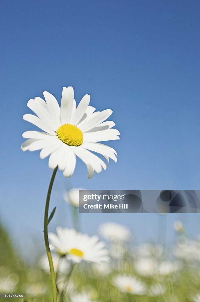 Ox-eye Daisy (Leucanthemum vulgare), June