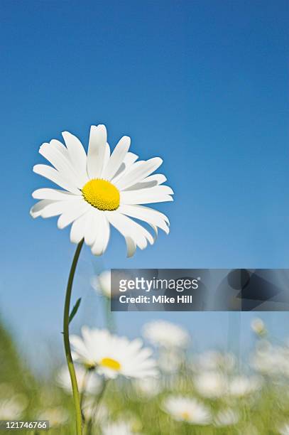 ox-eye daisy (leucanthemum vulgare), june - oxeye daisy stock pictures, royalty-free photos & images