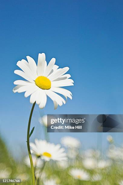 ox-eye daisy (leucanthemum vulgare), june - buskmargerit bildbanksfoton och bilder