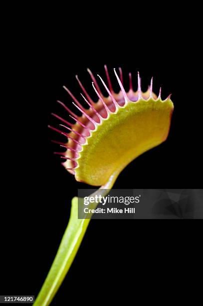 venus flytrap (dionaea muscipula) - insectivorous plant stock pictures, royalty-free photos & images