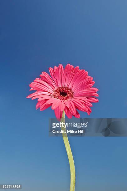 pink gerbera daisy (gerbera) against blue sky, august - gerbera daisy stock pictures, royalty-free photos & images