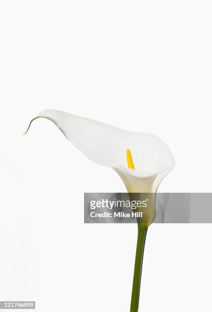white arum lily (zantedeschia aethiopica) - aronskelk stockfoto's en -beelden