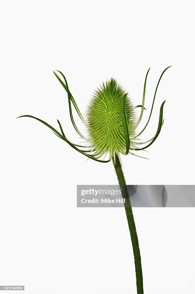 Teasel (Dipsacus fullonum), July